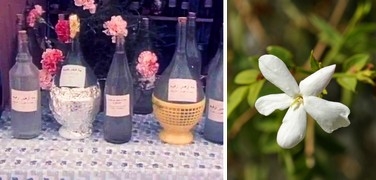 Aguas florales en Túnez: destilación y virtudes